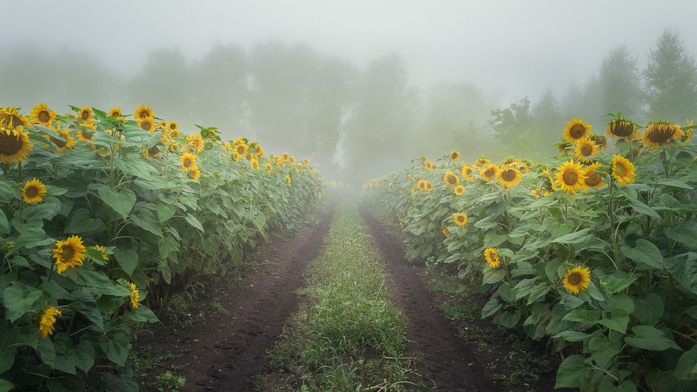 Photograph by Светлана Урманцева