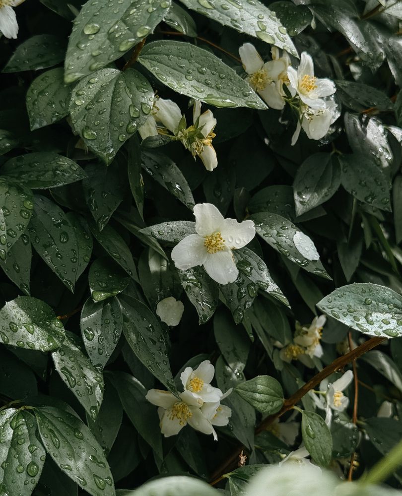 Фотография автора Анастасия