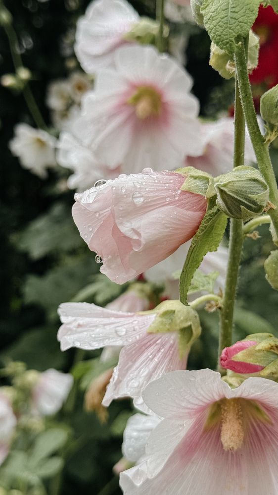 Фотография автора Анастасия