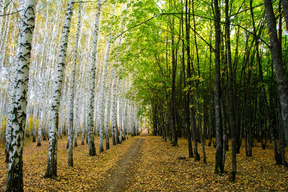 Photograph by Владимир Рогулькин