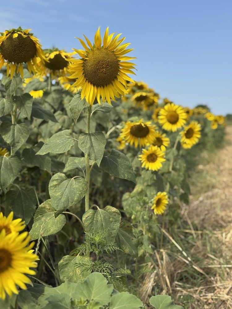 Photograph by Бойкова Наталия