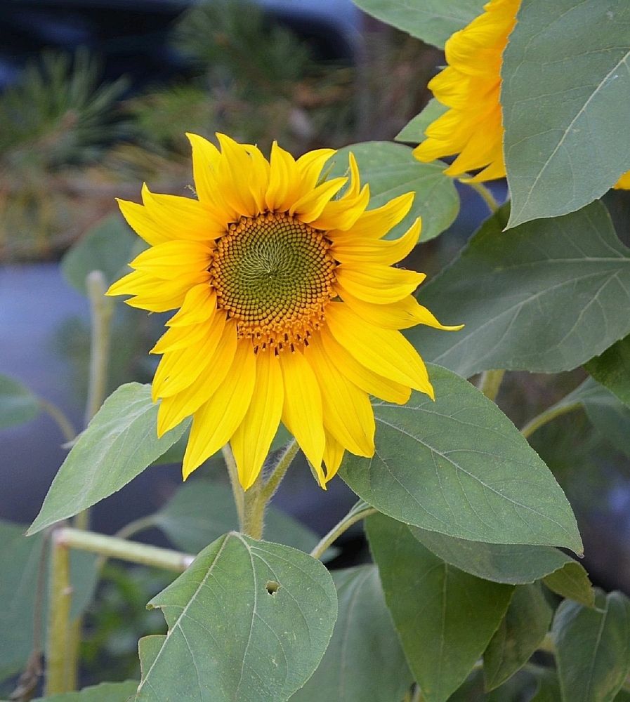 Photograph by София Бояринцева