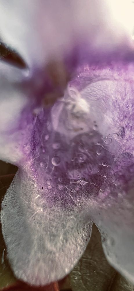 Фотография автора Diana