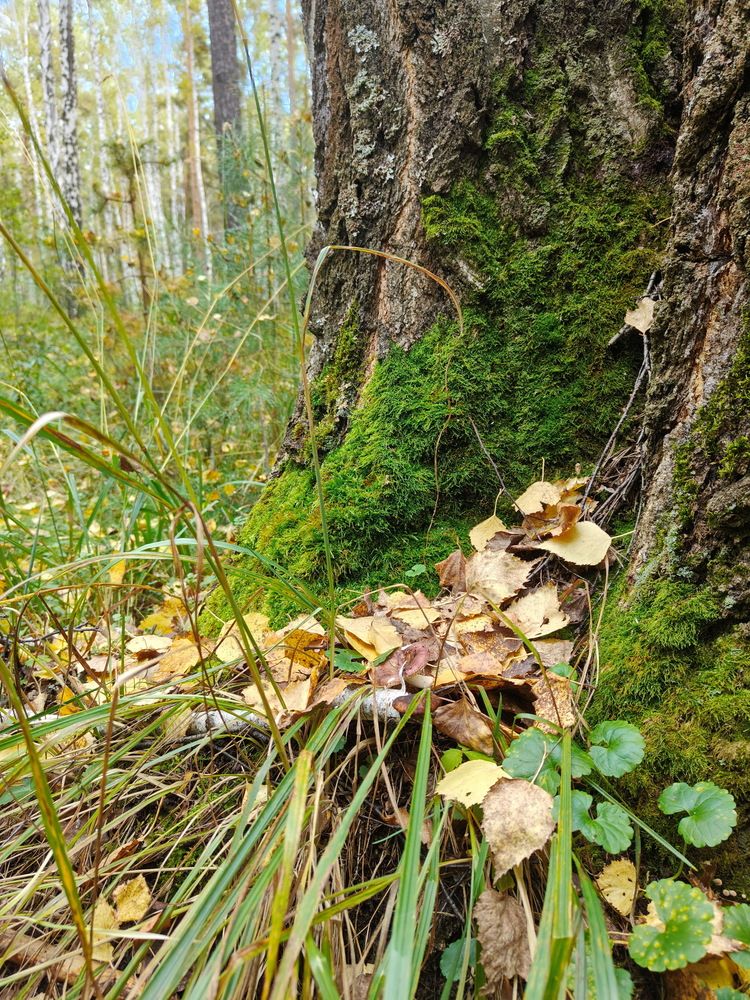 Photograph by Виталий Черепенькин