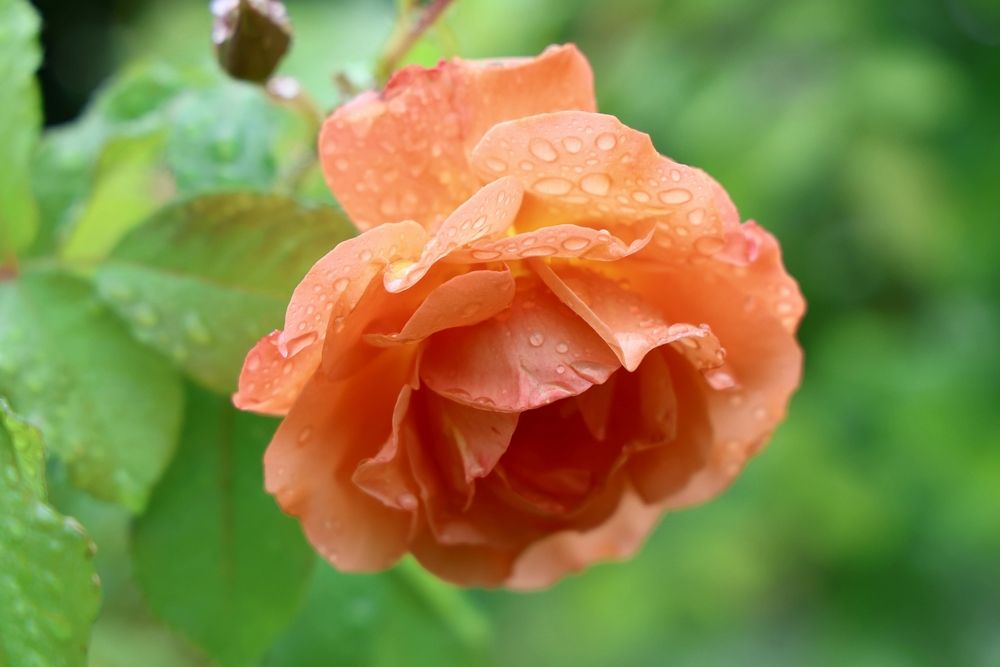 Photograph by Марина Иванникова