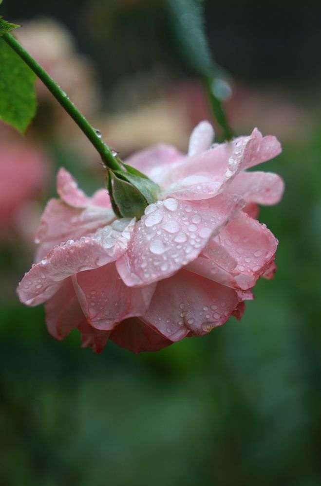 Photograph by Марина Иванникова