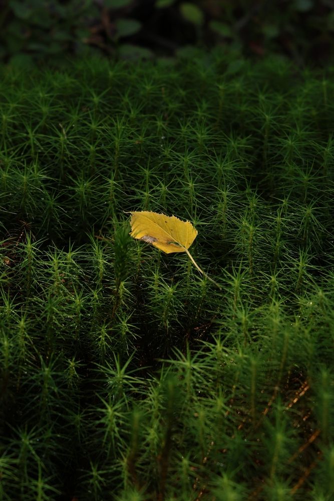 Photograph by Марина Иванникова