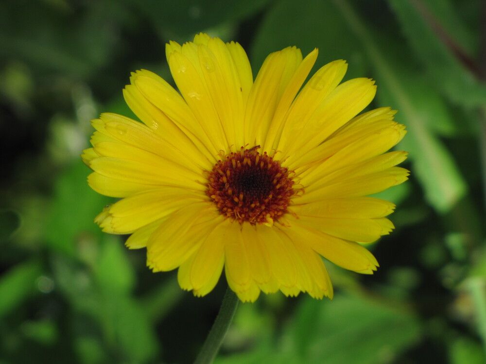 Фотография автора Кузьмичева Екатерина Васильевна