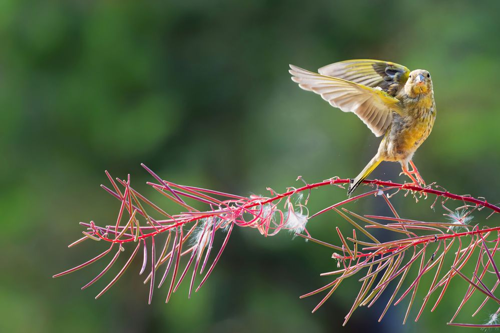 Photograph by Jørgen Hovde