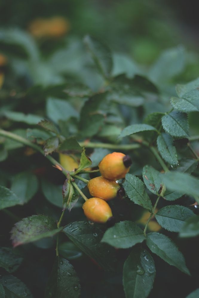 Photograph by Magic Helios