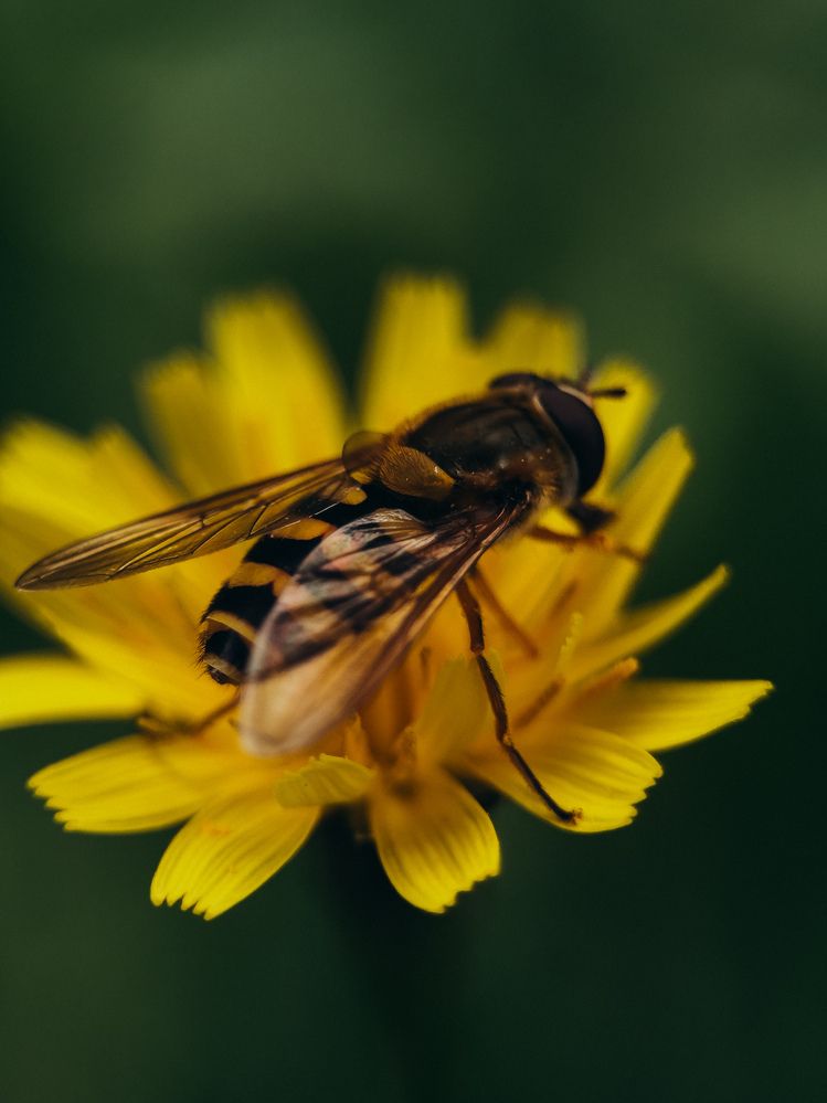 Photograph by ALISA NEZHINSKAYA