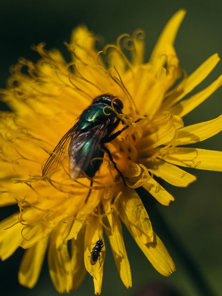 Photograph by ALISA NEZHINSKAYA