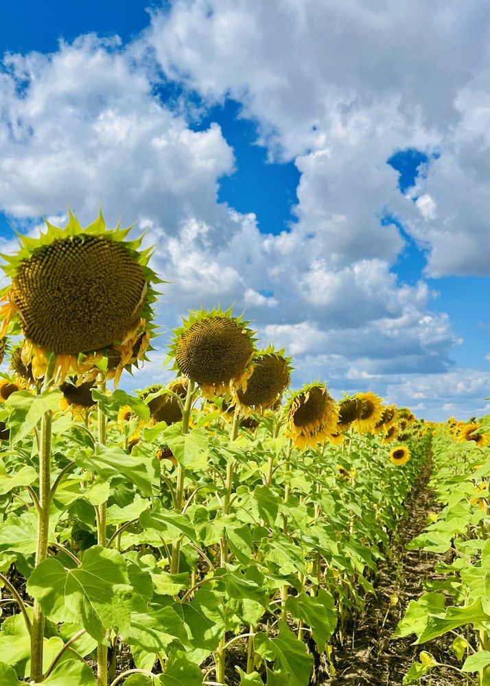 Photograph by Ольга Белоусова