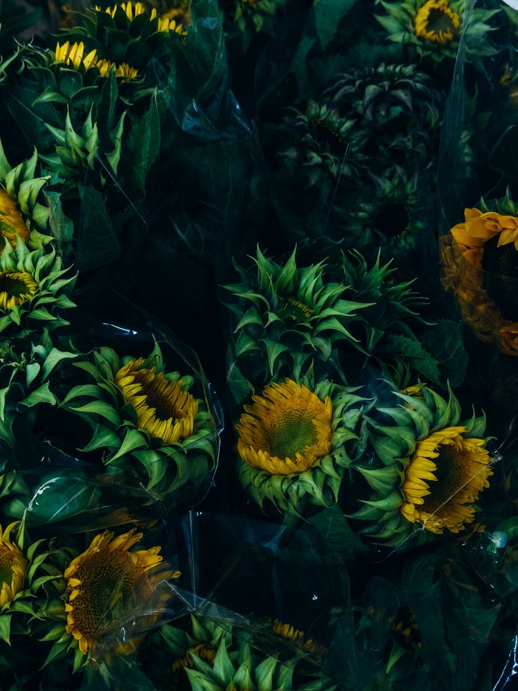 Photograph by ALISA NEZHINSKAYA