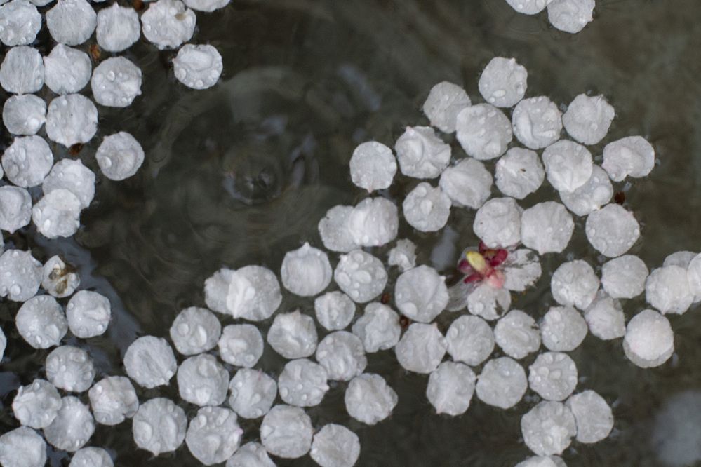 Photograph by Виорика Фоменко