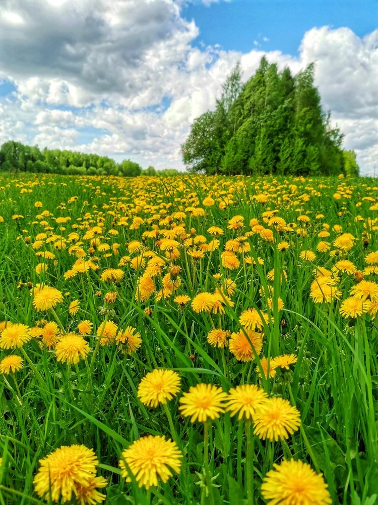 Фотография автора Андрей Шестаков