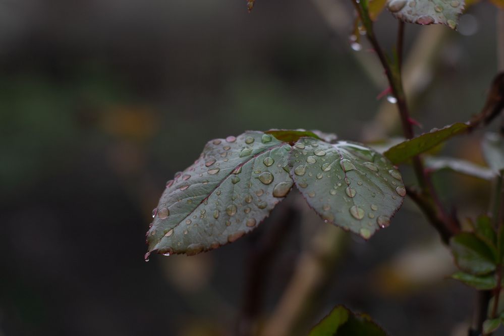 Photograph by Виорика Фоменко