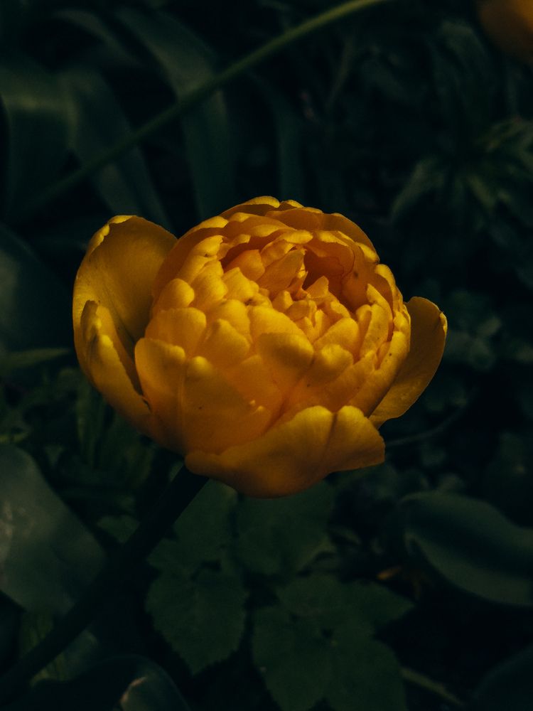 Photograph by ALISA NEZHINSKAYA