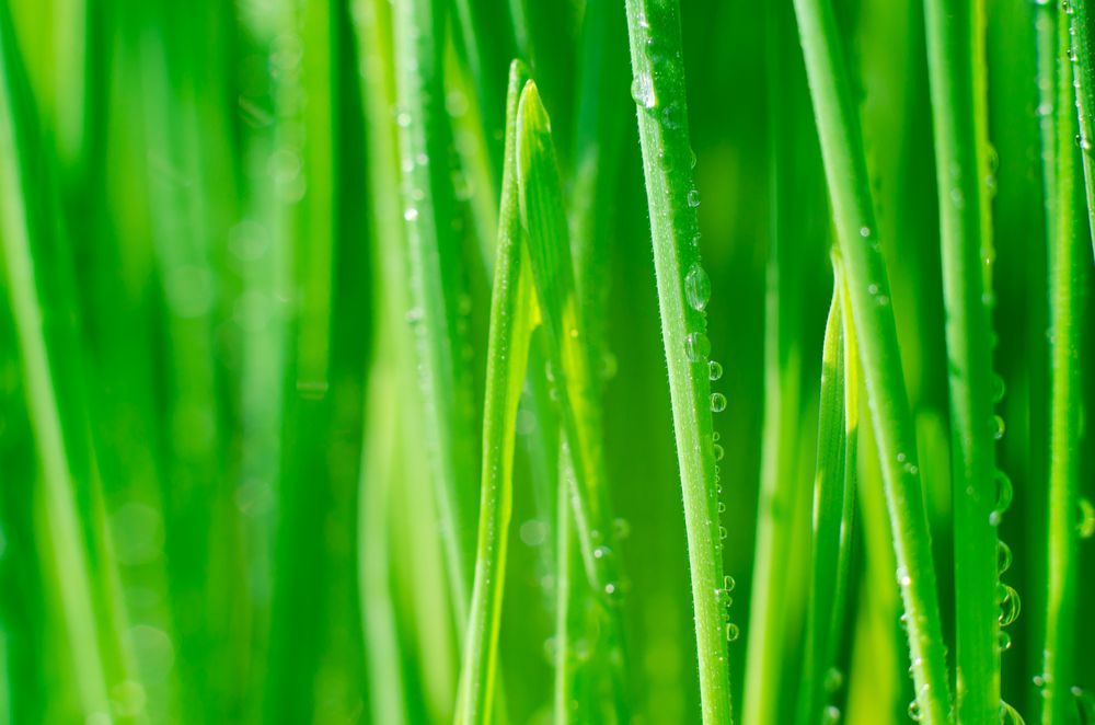 Фотография автора Oleksandr Shatyrov