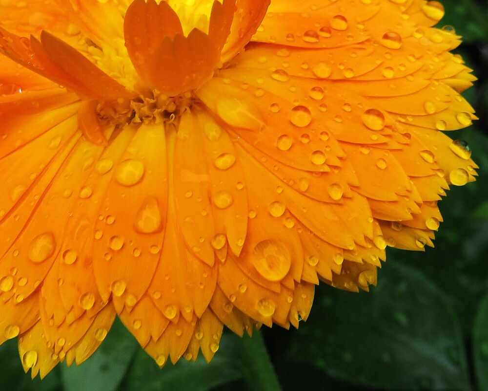Календула после дождя
