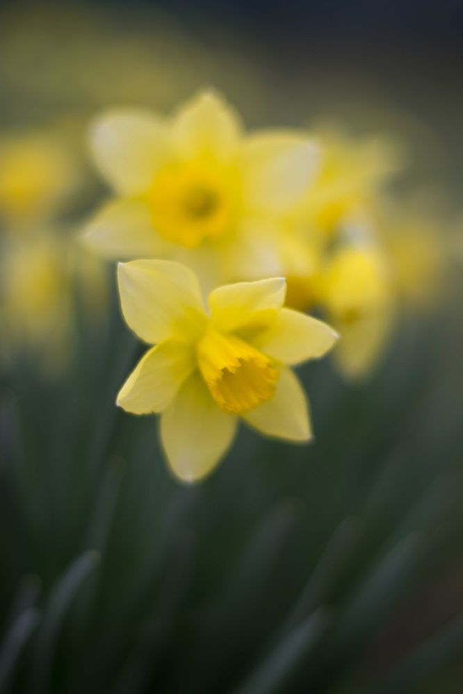 Photograph by Виорика Фоменко