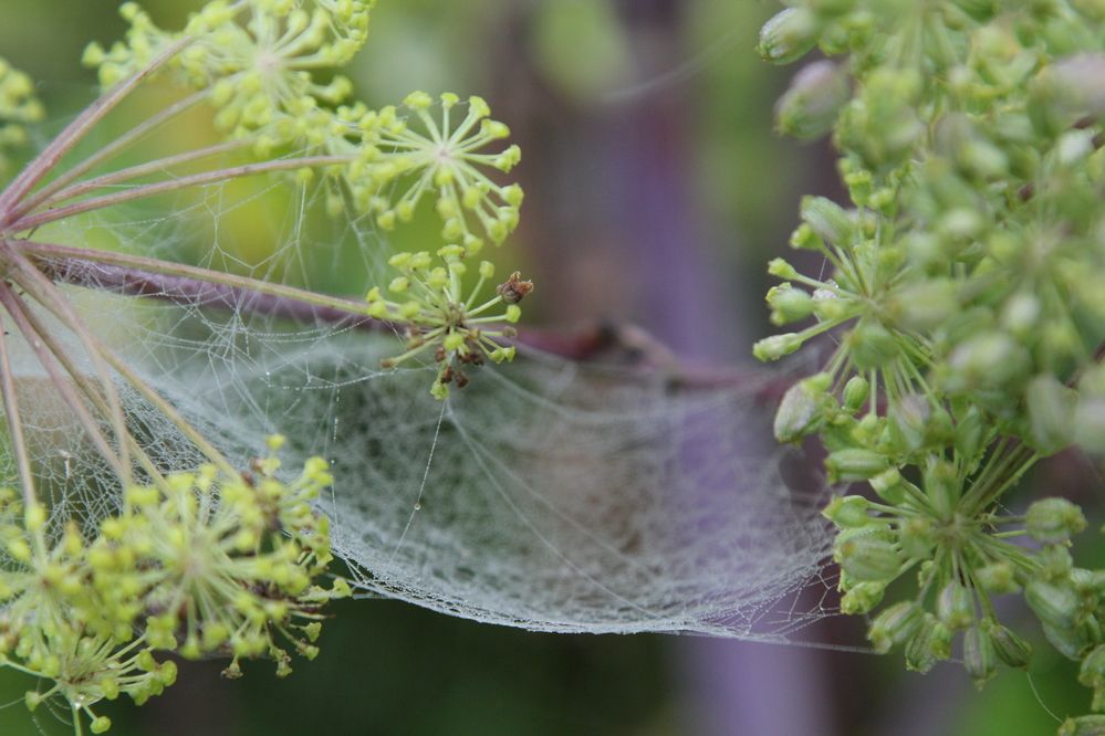 Photograph by Светлана Карлова