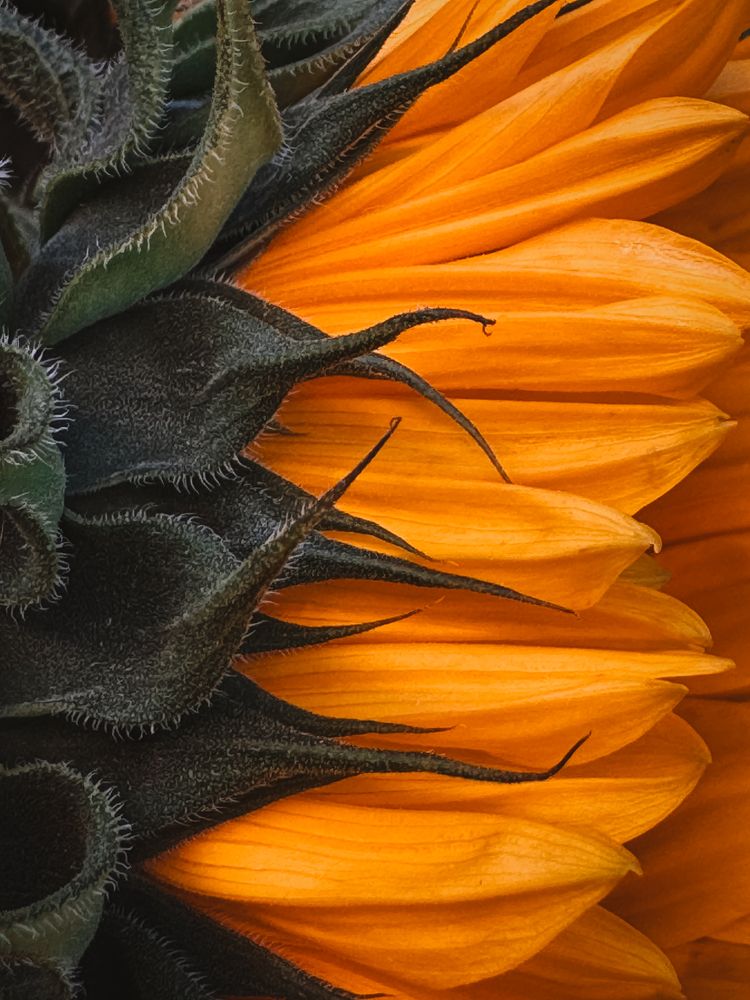 Photograph by Наталья Алфёрова