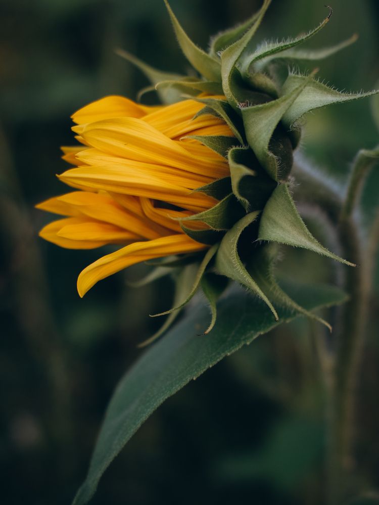 Photograph by Наталья Алфёрова