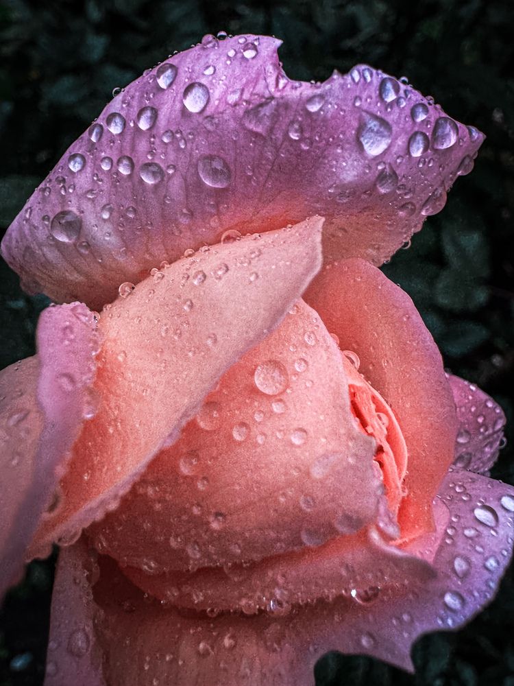 Photograph by Света Богданова