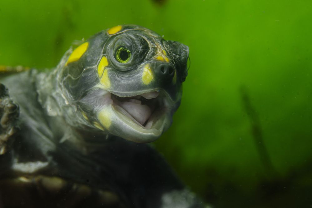 A tartaruga do Brasil