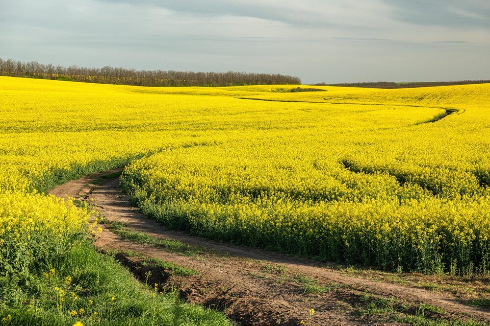 Петляющий просёлок