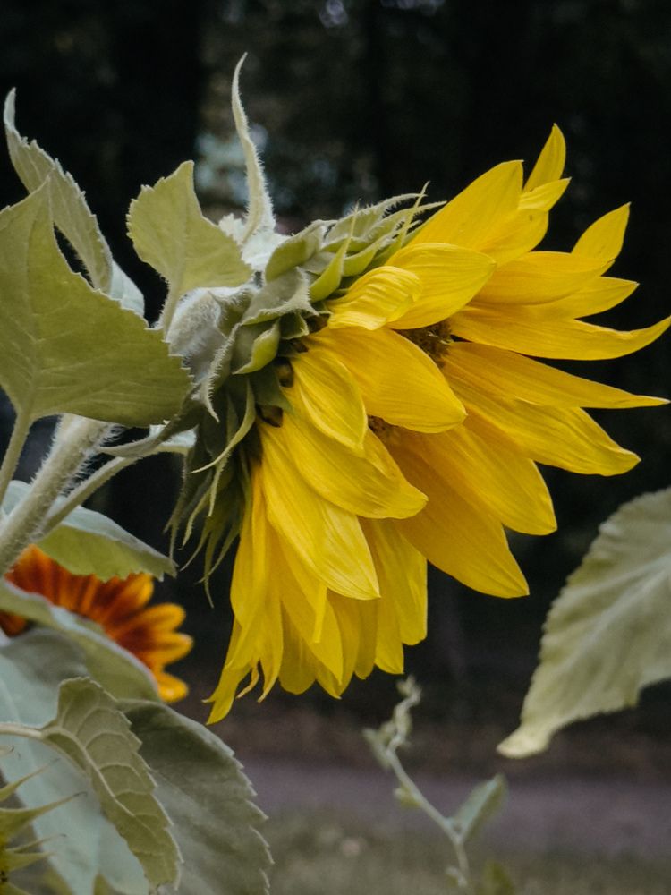 Фотография автора Анастасия