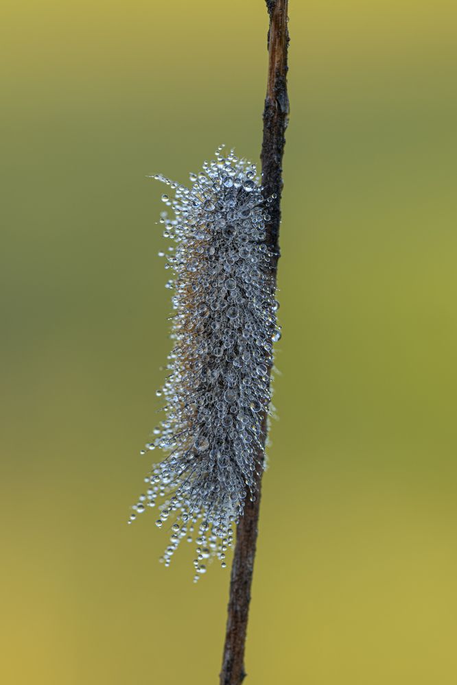 Photograph by Camilla Zocchi