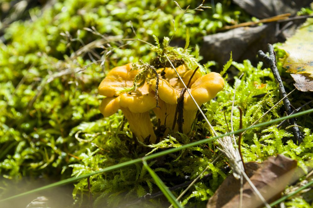 Photograph by Елизавета Большакова