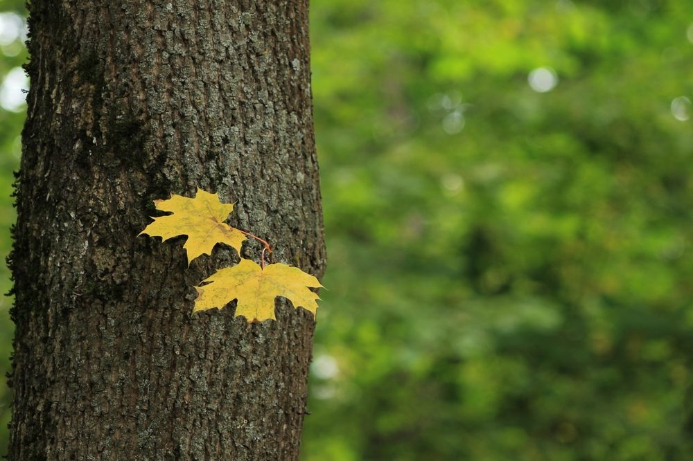 Photograph by Антон Иванов