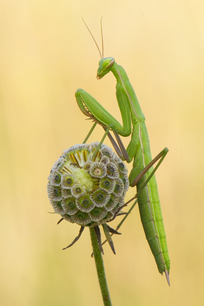 Mantis religiosa at dawn