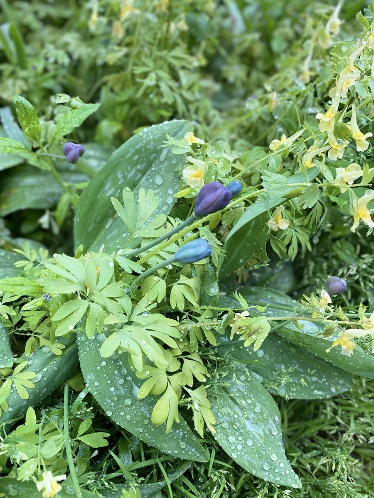 Алтайские травы