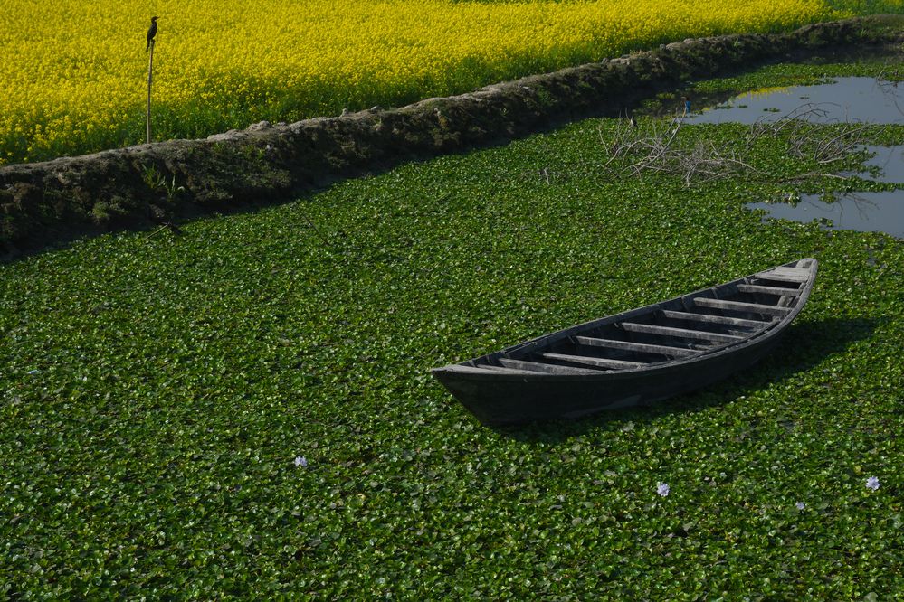 Photograph by Md. Mahfuzur Rahman