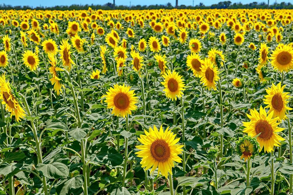 Украшенье лета