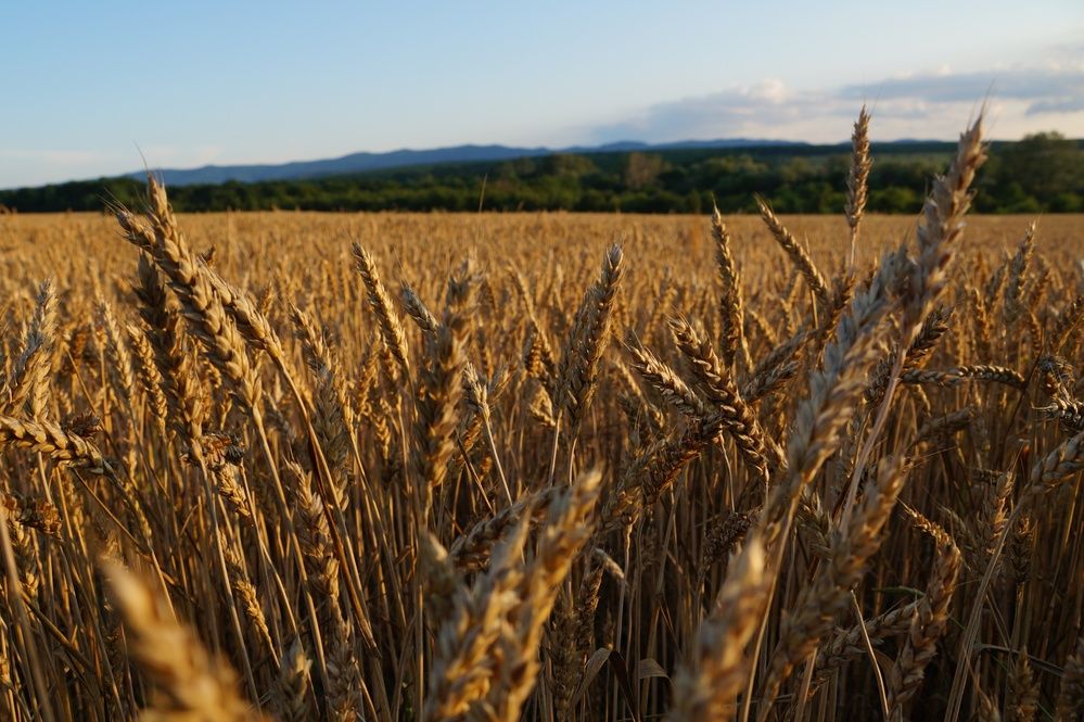 Фотография автора Маргарита Тетёркина