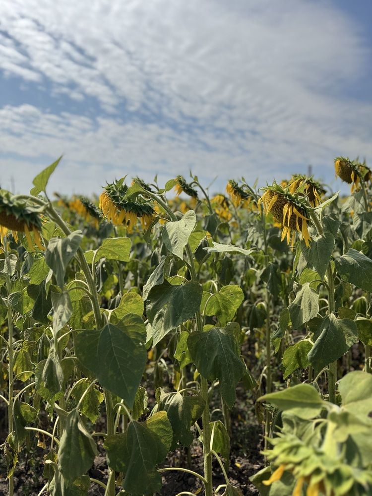 Photograph by Бойкова Наталия