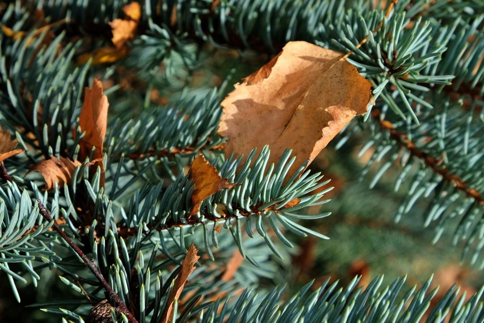 Осенний этюд