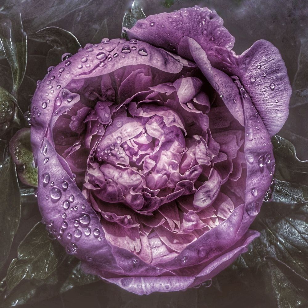 Photograph by Светлана Долганова