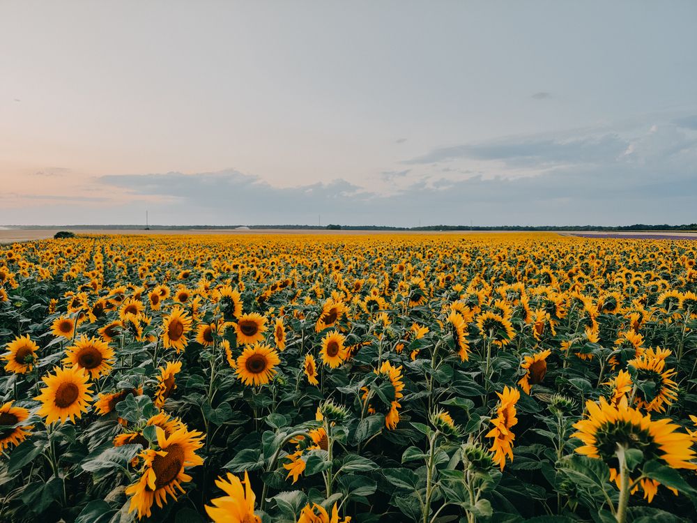 Photograph by Александра Шилова