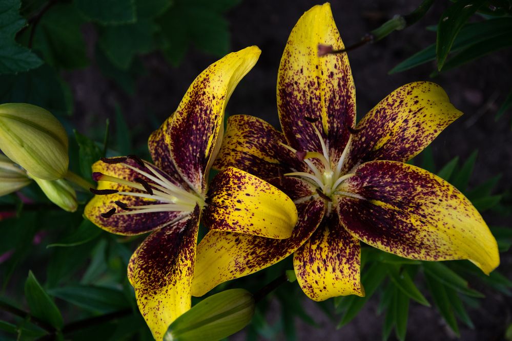 Photograph by Ксения Малютина