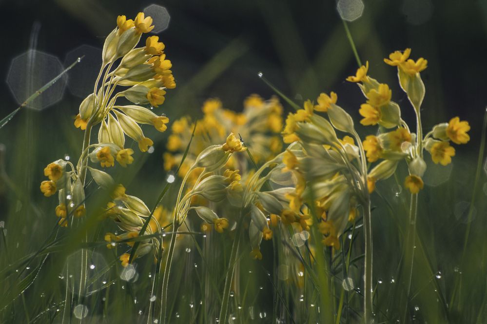 Photograph by Елена Кошелева