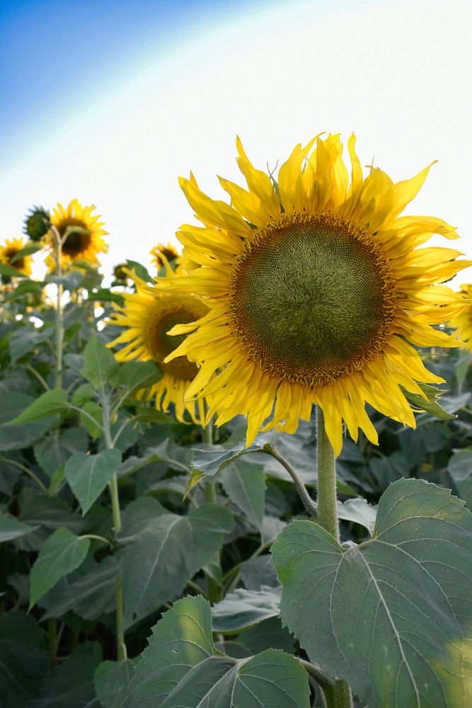 Photograph by Олеся Бронзова