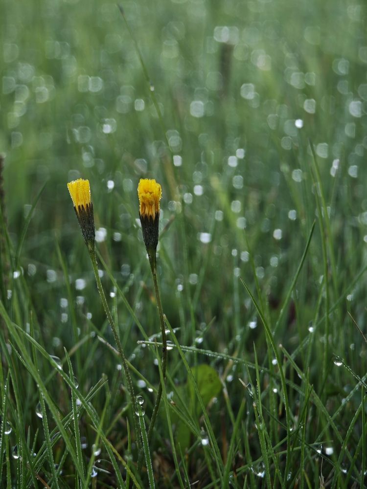 Фотография автора Наташа Данилова