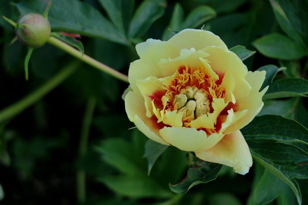 Photograph by Анастасия Свиридова