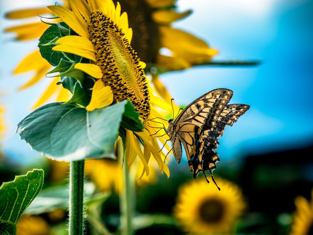 Photograph by Uesan Aliace